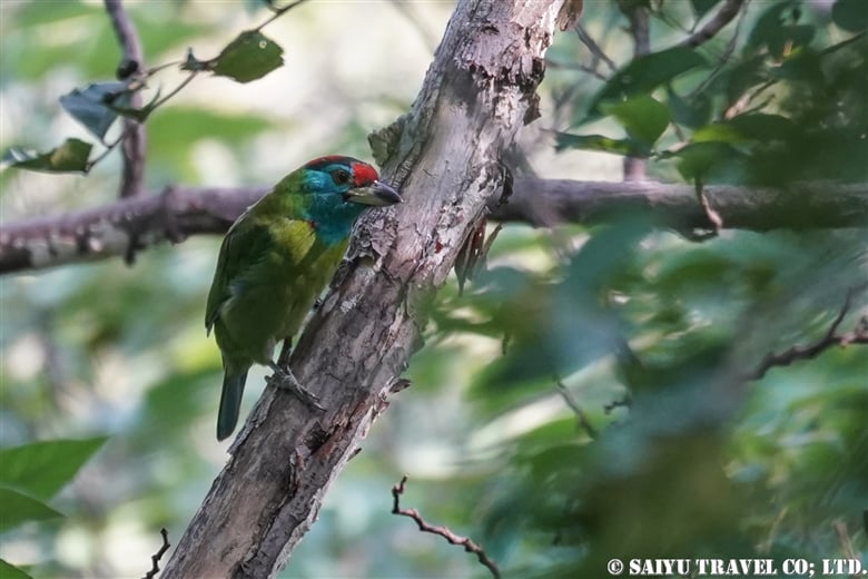 アオノドゴシキドリ Blue-throated barbet（マルガラヒル、イスラマバード）